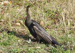 Anhinga anhinga