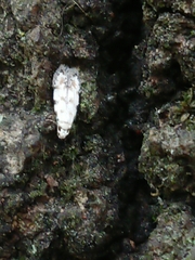 Crypsitricha stereota