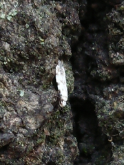 Crypsitricha stereota