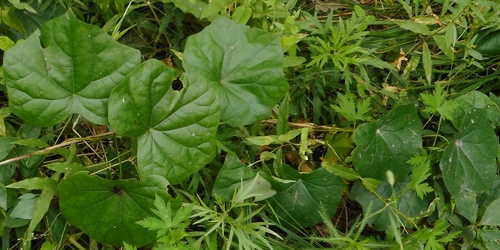 Image of Asian Moonseed (Menispermum dauricum) by (c) Николай Соболев, some rights reserved (CC BY)