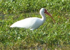 Eudocimus albus
