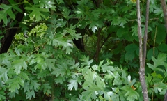 Crataegus pinnatifida