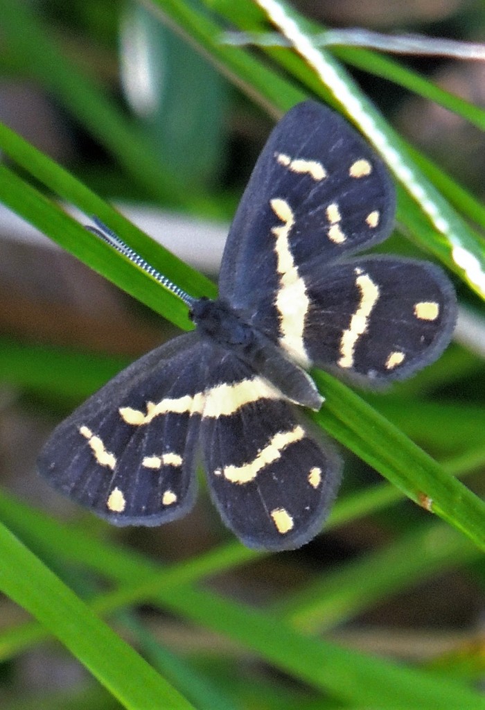 Synargis bifasciata