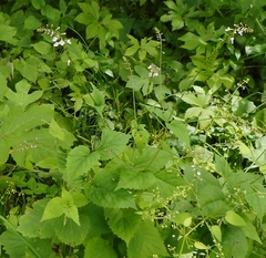 Phryma
