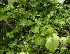 Sanicula chinensis