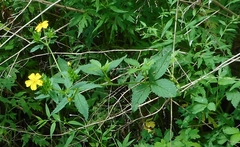 Potentilla cryptotaeniae