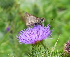 Lerodea eufala eufala