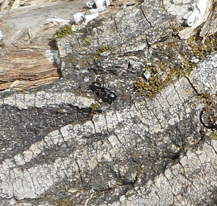 Camponotus saxatilis