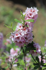 Prunus incana