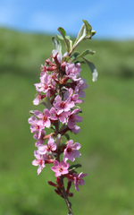 Prunus incana