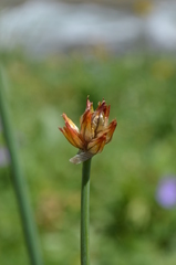 Allium atrosanguineum fedtschenkoanum