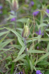 Castilleja pallida
