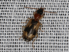 Anomotarus crudelis