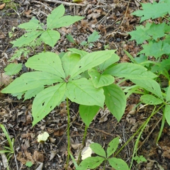 Brachybotrys paridiformis