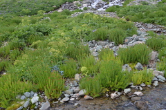 Archangelica brevicaulis