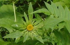 Carpesium macrocephalum