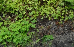 Potentilla centigrana