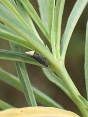 Scaphytopius loricatus