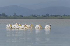 Pelecanus onocrotalus