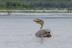 Pelecanus onocrotalus