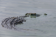 Crocodylus niloticus