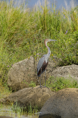 Ardea goliath