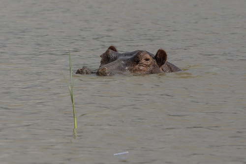 Common Hippopotamus