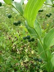 Polygonatum biflorum commutatum