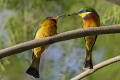 Merops lafresnayii