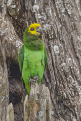 Poicephalus flavifrons