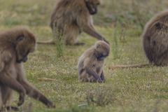 Theropithecus gelada gelada