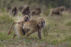 Theropithecus gelada gelada