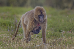 Theropithecus gelada gelada