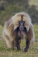 Theropithecus gelada gelada