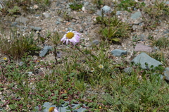 Richteria pyrethroides