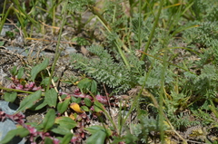 Richteria pyrethroides