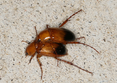 Phyllotocus macleayi