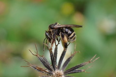 Exomalopsis
