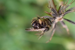 Exomalopsis