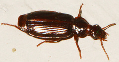 Plochionus
