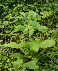 Carpesium macrocephalum