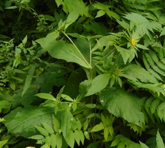 Carpesium macrocephalum