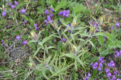 Castilleja pallida