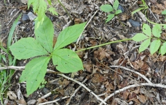 Brachybotrys paridiformis