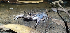 Limnodynastes dumerilii insularis