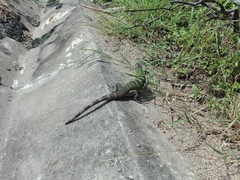 Iguanidae