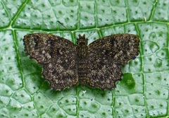 Incisus incisus