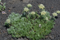 Artemisia glomerata