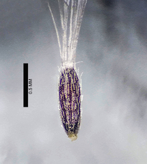 Laggera aurita
