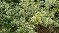 Angiospermae